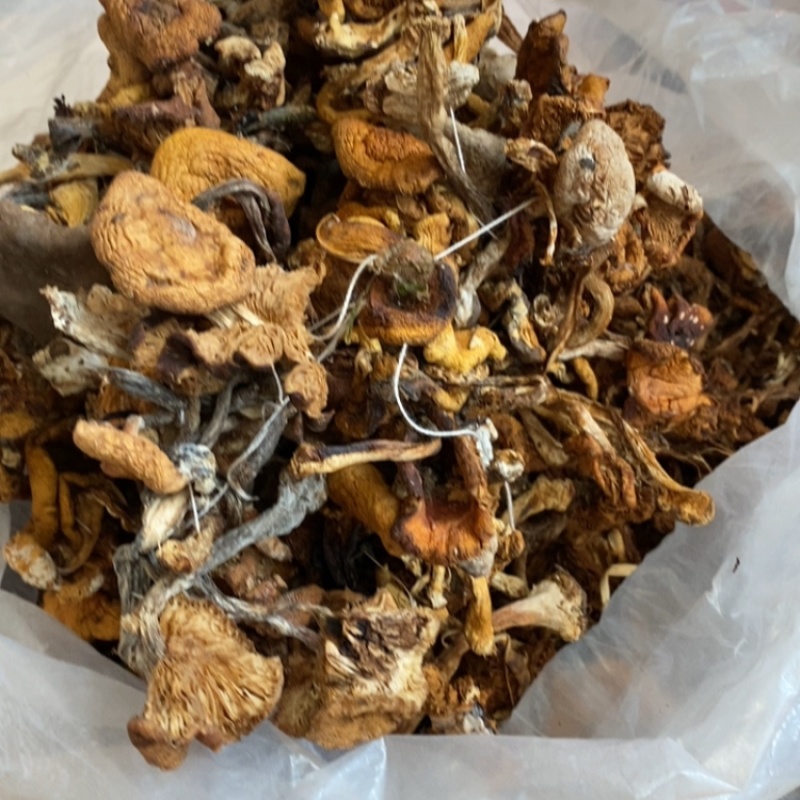 鸡腿菇