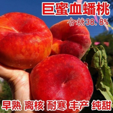山东果园直发桃树苗特早熟红皮红肉血蟠桃树苗保真品种成活率