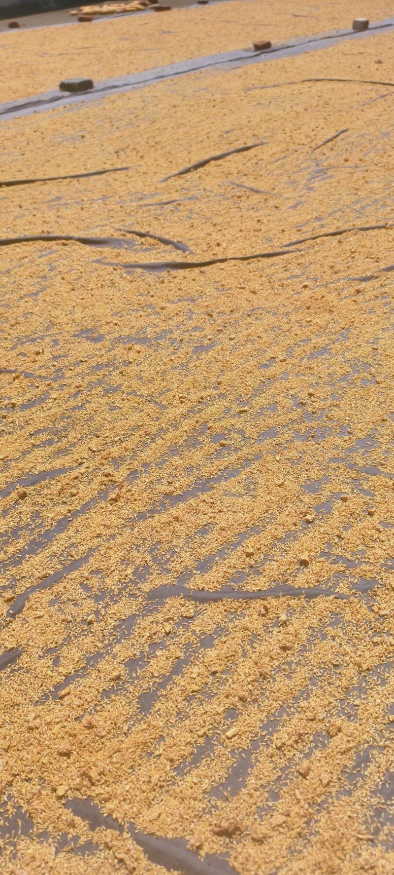 产地直销薜荔籽，凉粉籽，爱玉籽，木莲籽，***凝固剂