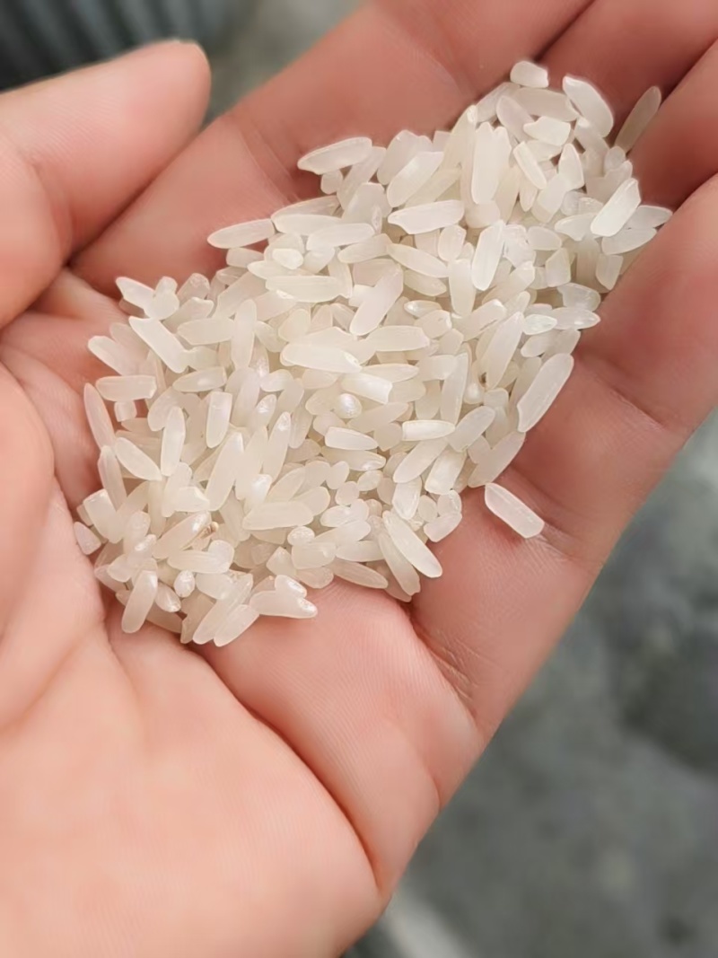 自产冷泉灌溉的稻香米精品货源品质保证欢迎来电