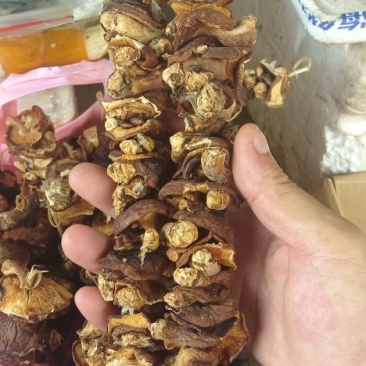 干菇菌干菇菌山区货品