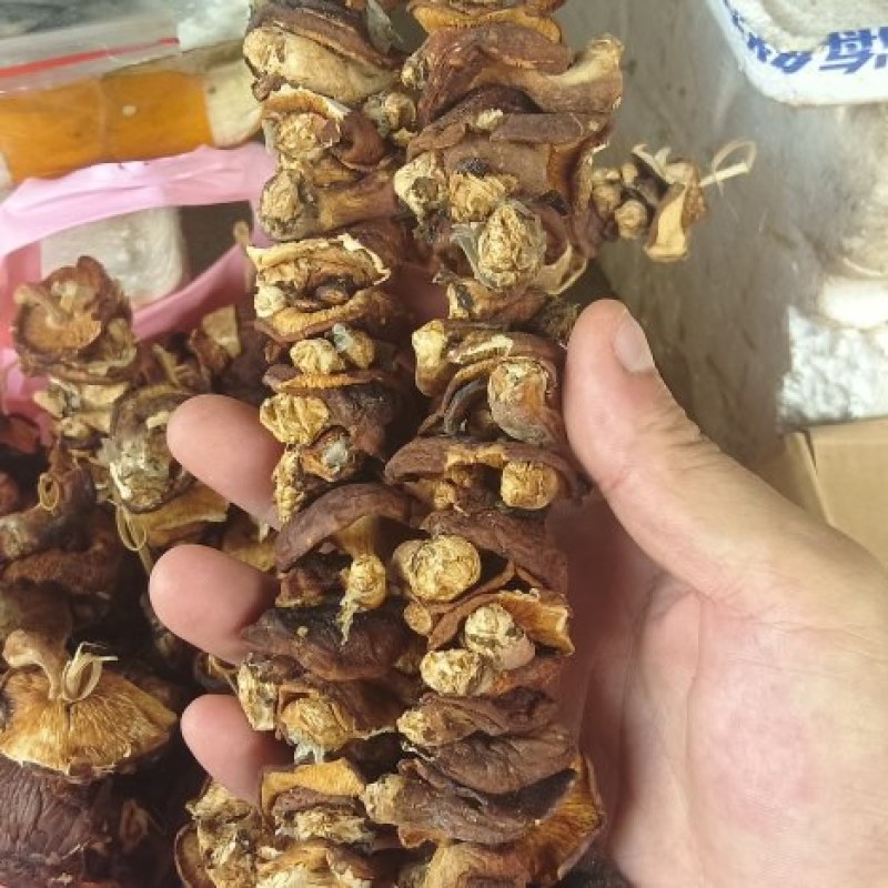 干菇菌干菇菌山区货品