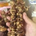 干菇菌干菇菌山区货品