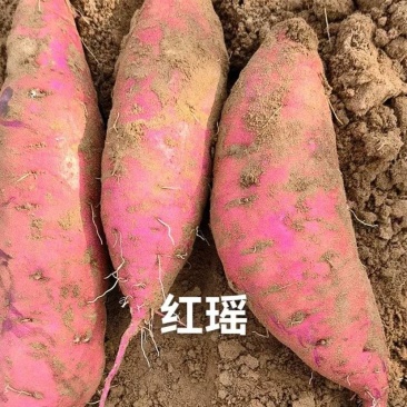 红瑶蜜薯大量上市，万亩基地，产地直发，现货地头现装，真实价格