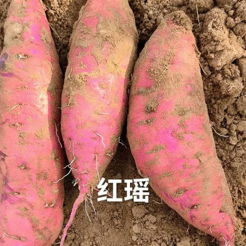 红瑶蜜薯大量上市，万亩基地，产地直发，现货地头现装，真实价格
