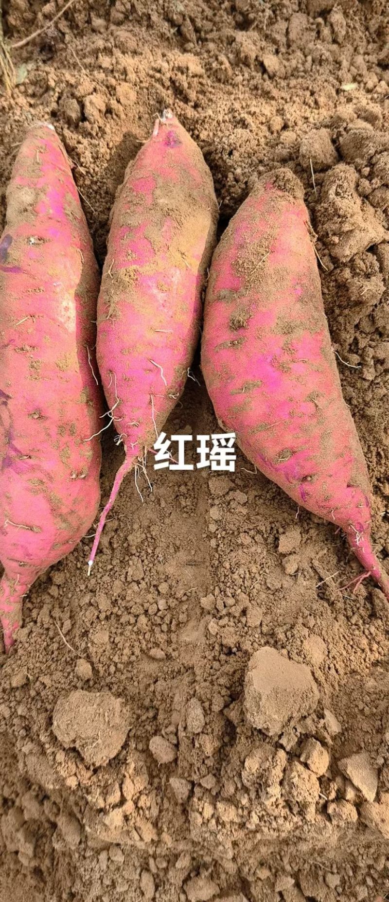 红瑶蜜薯大量上市，万亩基地，产地直发，现货地头现装，真实价格