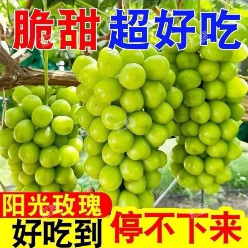 山东阳光玫瑰平邑万亩产地大量现货大量上市，电商市场商超