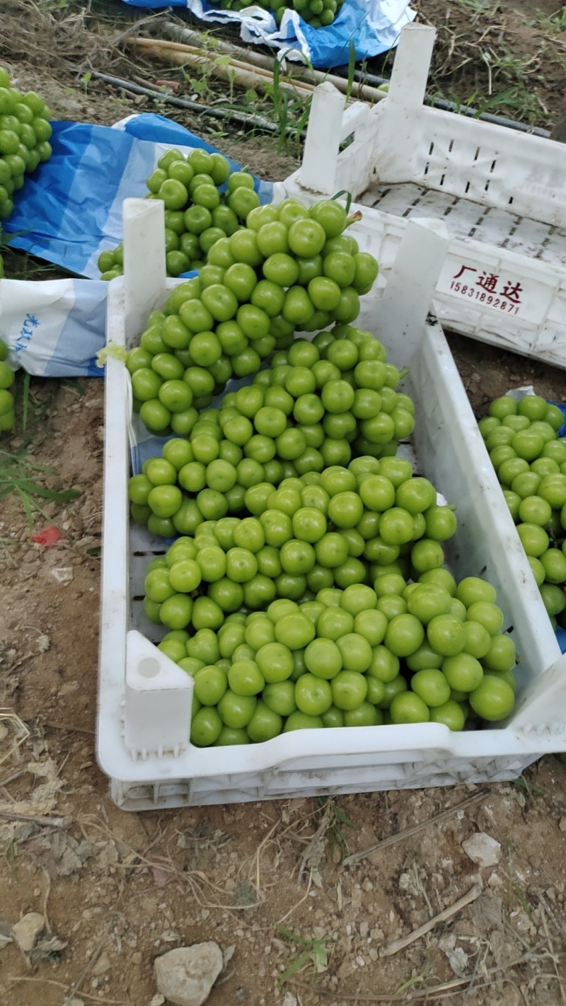 山东阳光玫瑰平邑万亩产地大量现货大量上市，电商市场商超