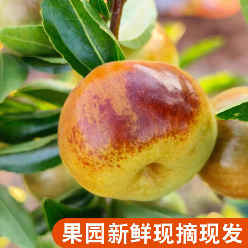 【实力】河南精品蟠枣孕妇小孩都可以吃应季美味水果酥脆