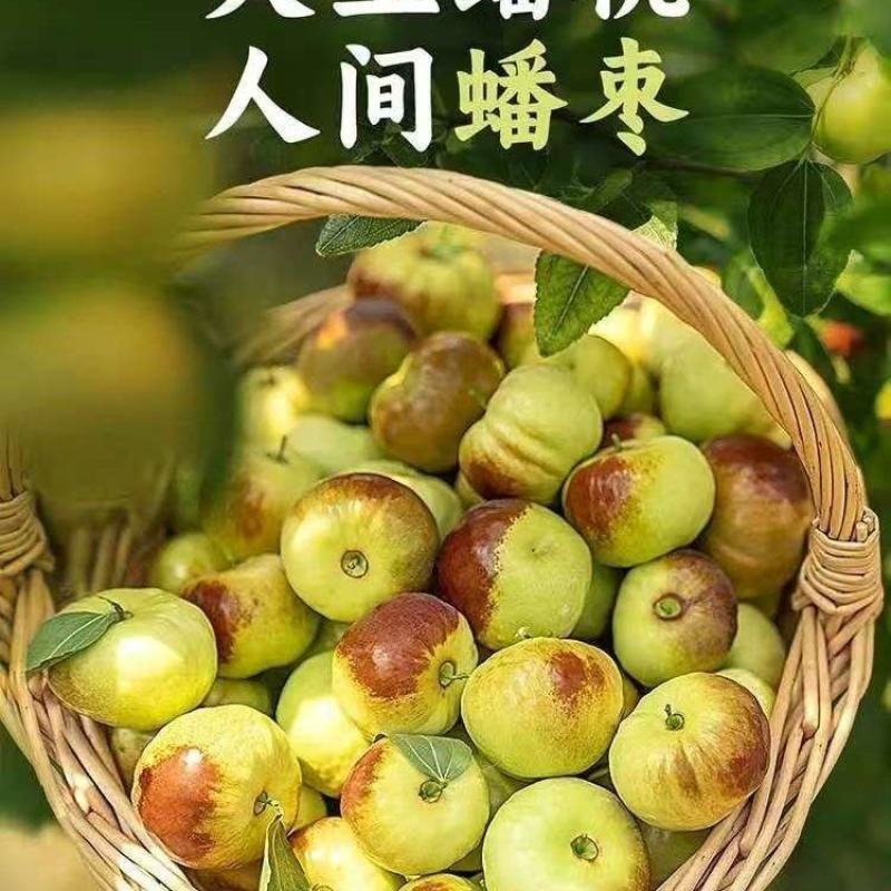 【实力】河南精品蟠枣孕妇小孩都可以吃应季美味水果酥脆