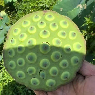 莲蓬
