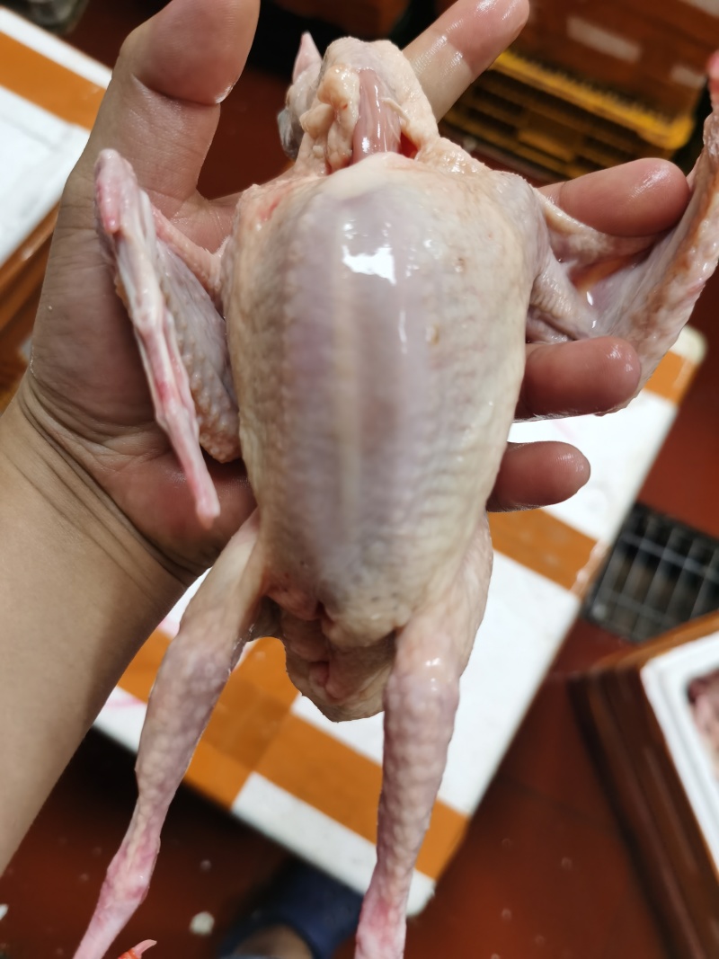 自产自销鸽子正宗批发混批