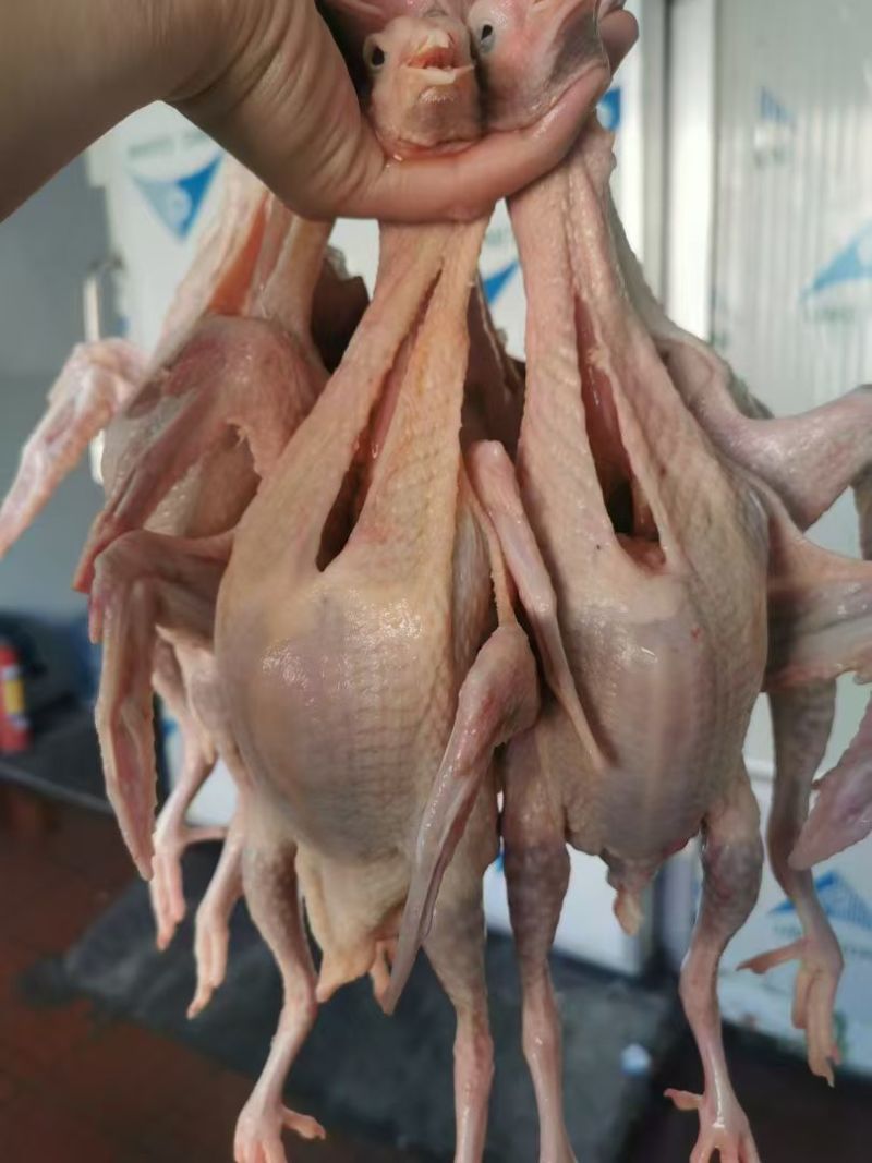 自产自销鸽子正宗批发混批