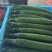 聊城莘县密刺黄瓜大量供应，超市货，电商货，食堂黄瓜大量接