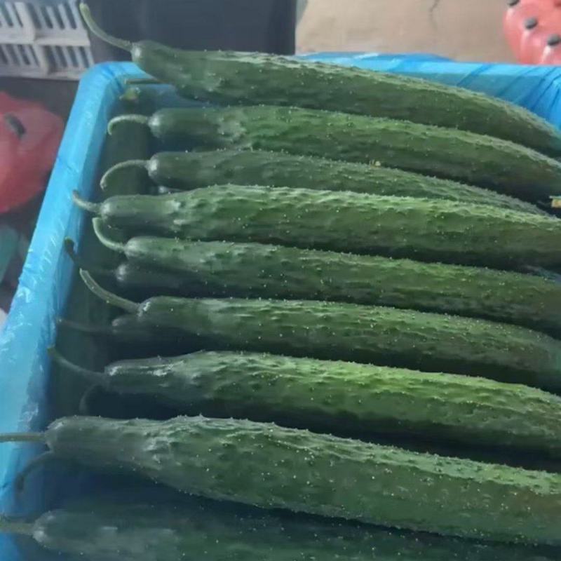 聊城莘县密刺黄瓜大量供应，超市货，电商货，食堂黄瓜大量接