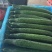 聊城莘县密刺黄瓜大量供应，超市货，电商货，食堂黄瓜大量接