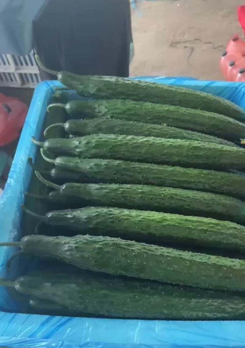 聊城莘县密刺黄瓜大量供应，超市货，电商货，食堂黄瓜大量接