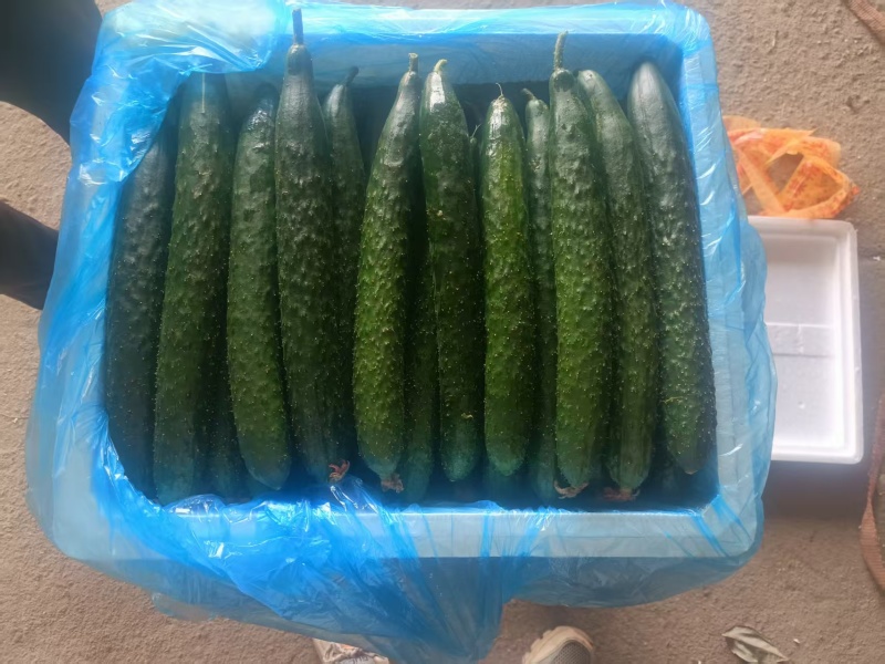 聊城莘县密刺黄瓜大量供应，超市货，电商货，食堂黄瓜大量接