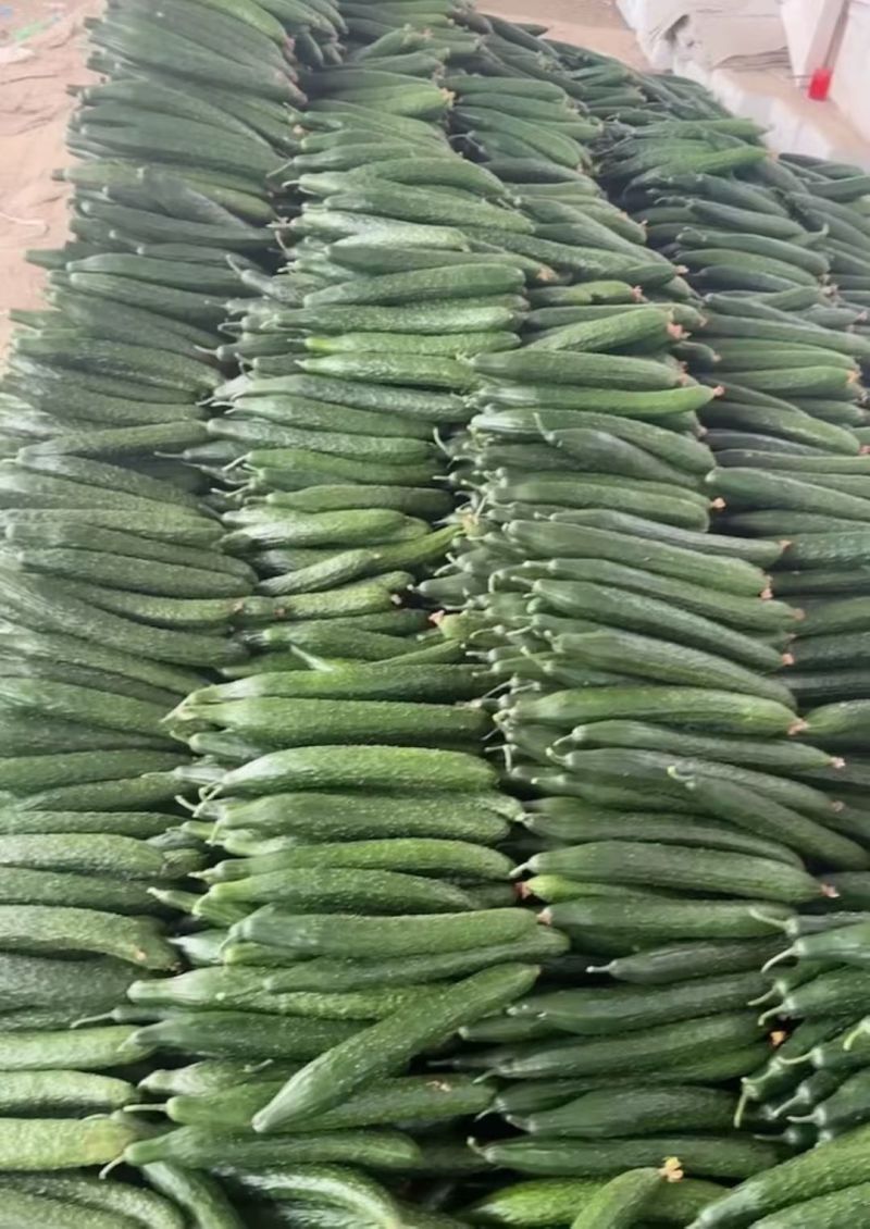 聊城莘县密刺黄瓜大量供应，超市货，电商货，食堂黄瓜大量接