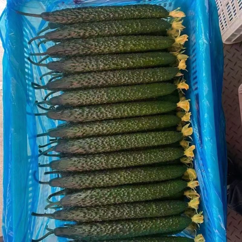聊城莘县密刺黄瓜大量供应，超市货，电商货，食堂黄瓜大量接
