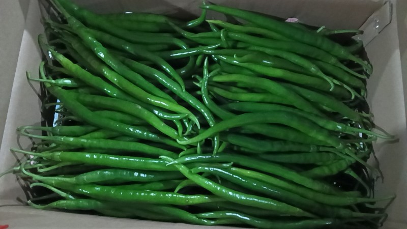 陕西蒲城鲜辣椒上市产地代发代收质量保障合作共赢