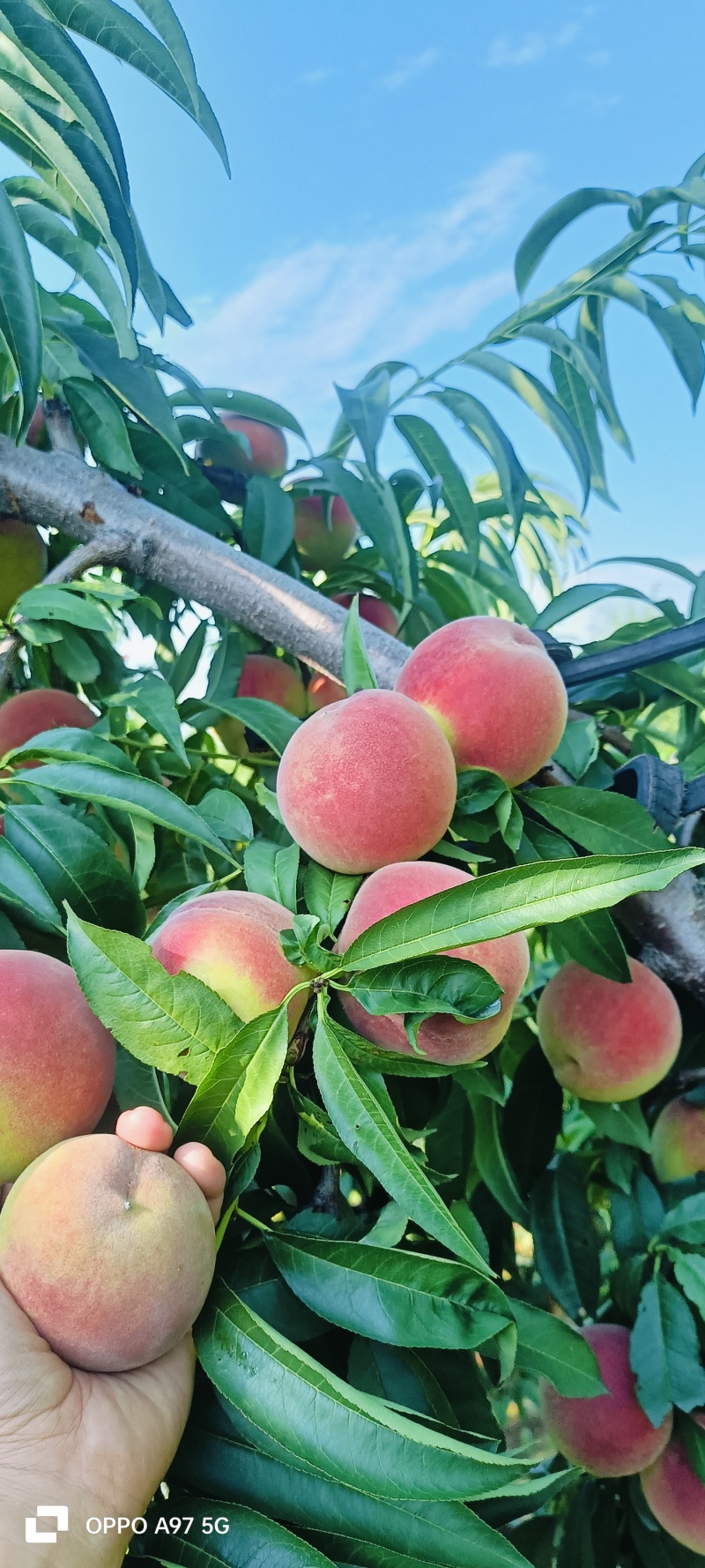 山东秋蜜桃，中秋蜜桃大量现货大量上市代收代发，质量保证，