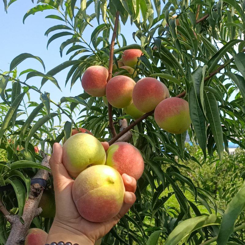 山东秋蜜桃，中秋蜜桃大量现货大量上市代收代发，质量保证，