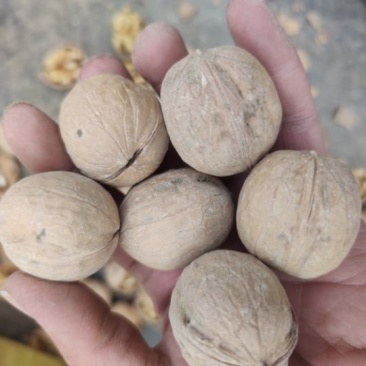 新疆33三三薄皮核桃新疆好评如潮大量上市,品质保障