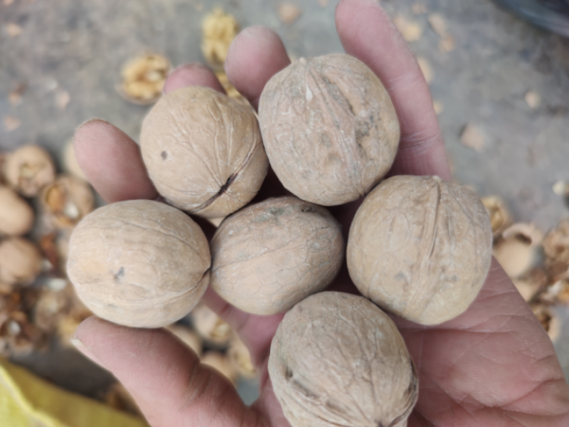 新疆33三三薄皮核桃新疆好评如潮大量上市，品质保障