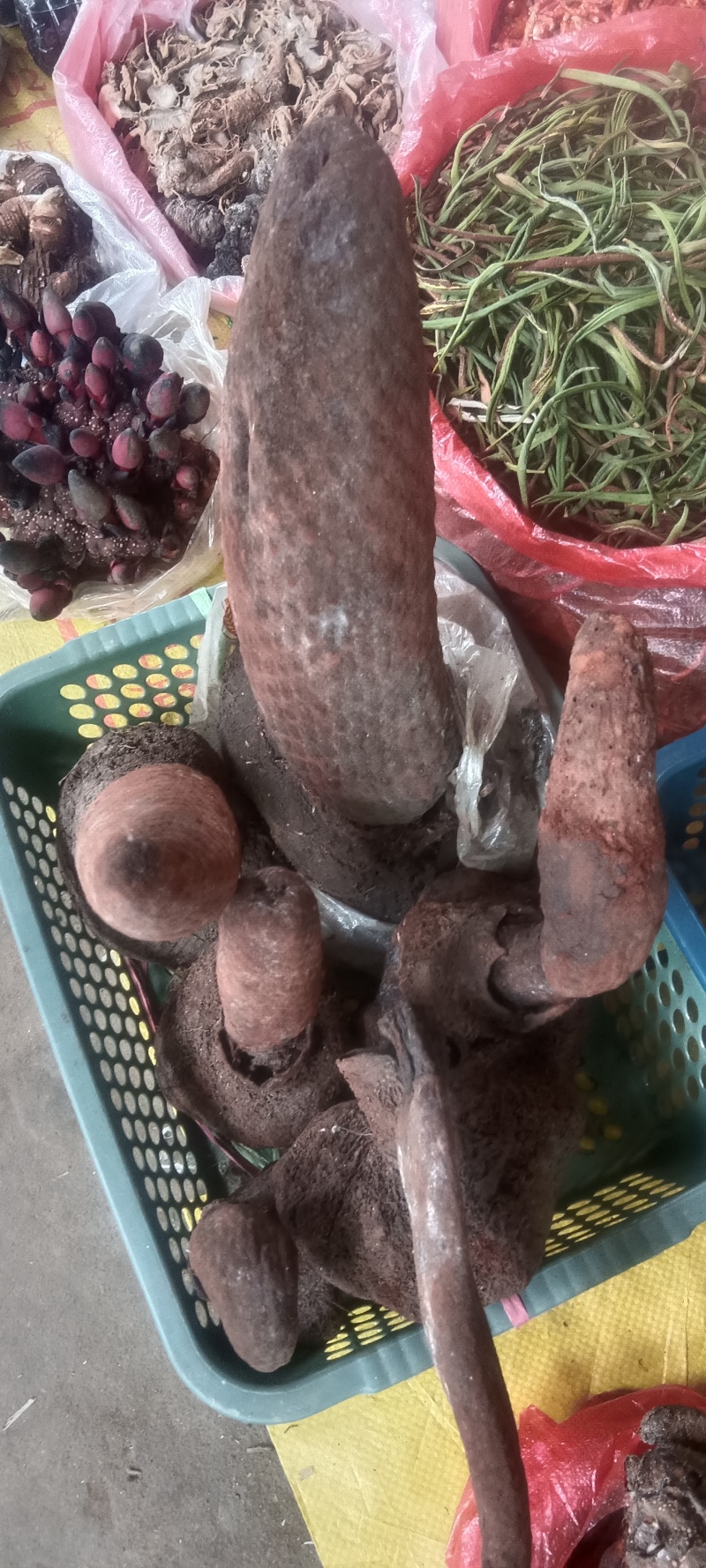 山区肉苁蓉