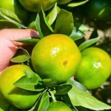 蜜橘