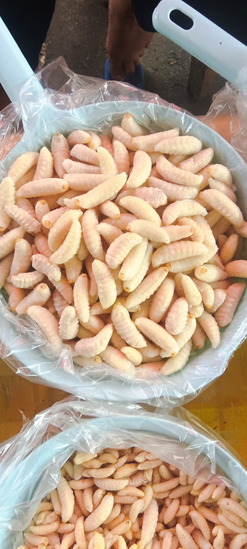 蜂蛹冷鲜！山区货品！农家采购每日新鲜！鲜货！