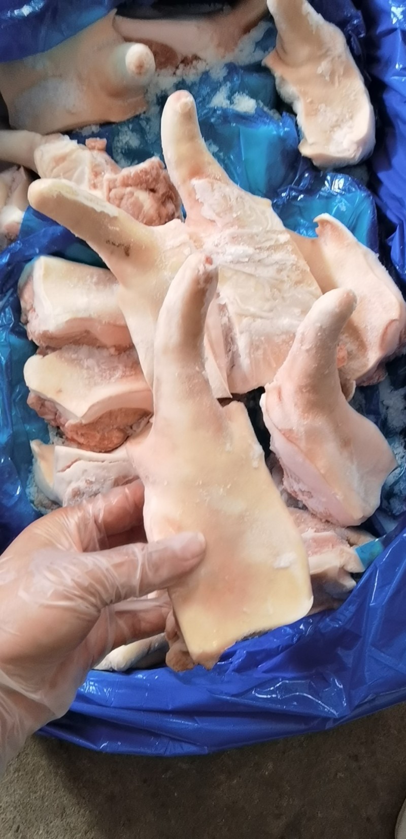 猪尾巴，带根猪尾巴