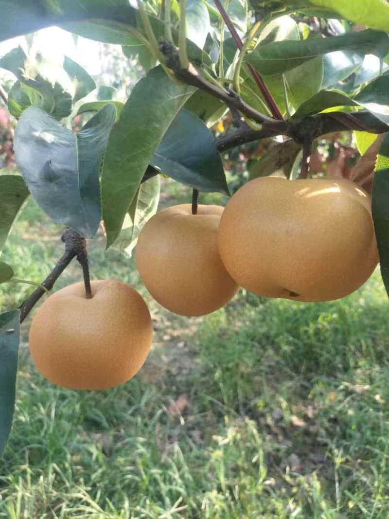 胶东秋月梨