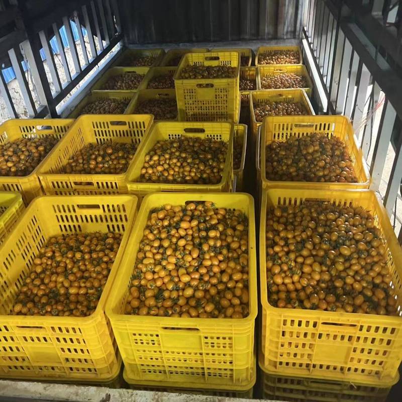 贵州香芒皇后圣女果大量上市/精品小番茄圣女果产地直发