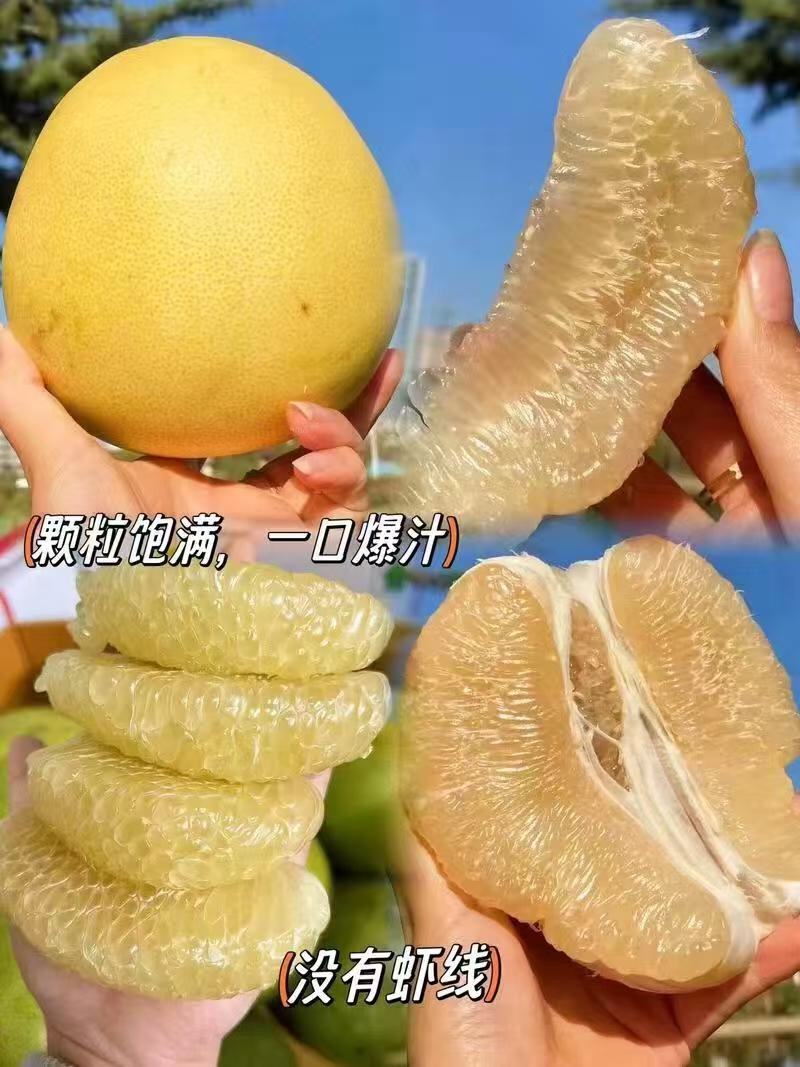 【热卖】福建白柚子产地直销量大质优价格优惠一手货源