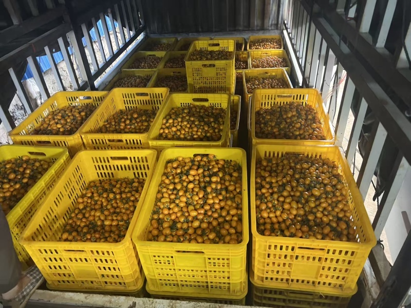 贵州香芒皇后圣女果大量上市/精品小番茄圣女果产地直发