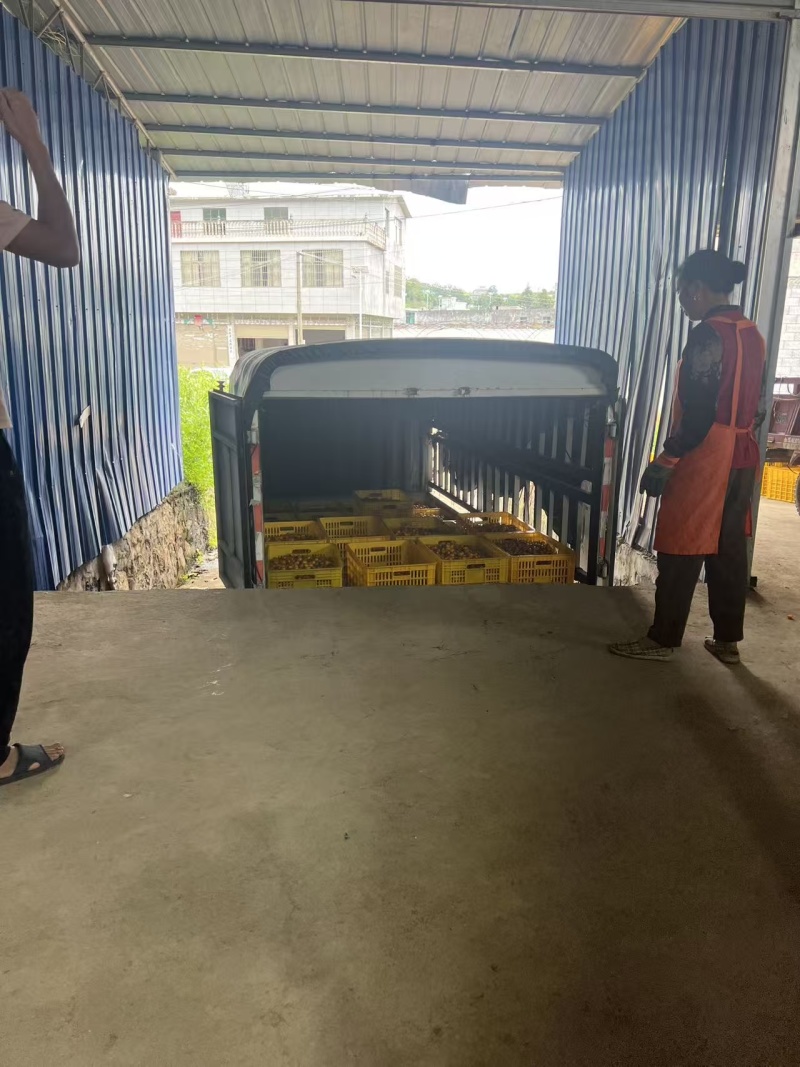 贵州香芒皇后圣女果大量上市/精品小番茄圣女果产地直发
