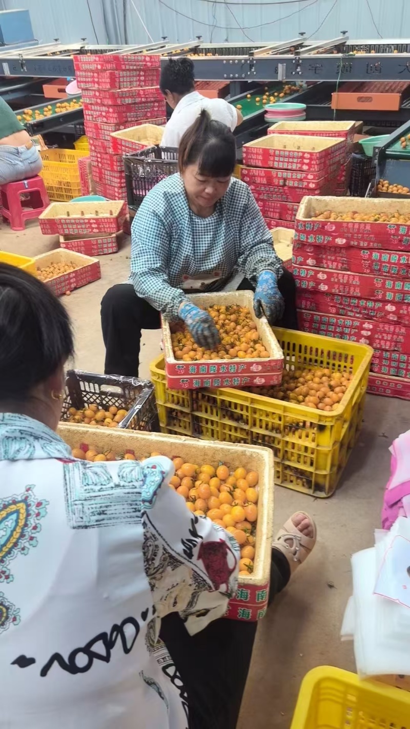 贵州香芒皇后圣女果大量上市/精品小番茄圣女果产地直发