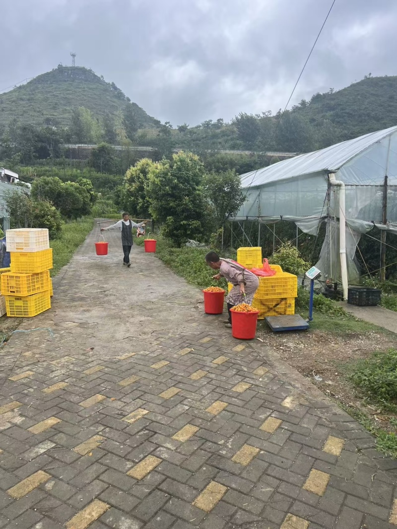 贵州香芒皇后圣女果大量上市/精品小番茄圣女果产地直发