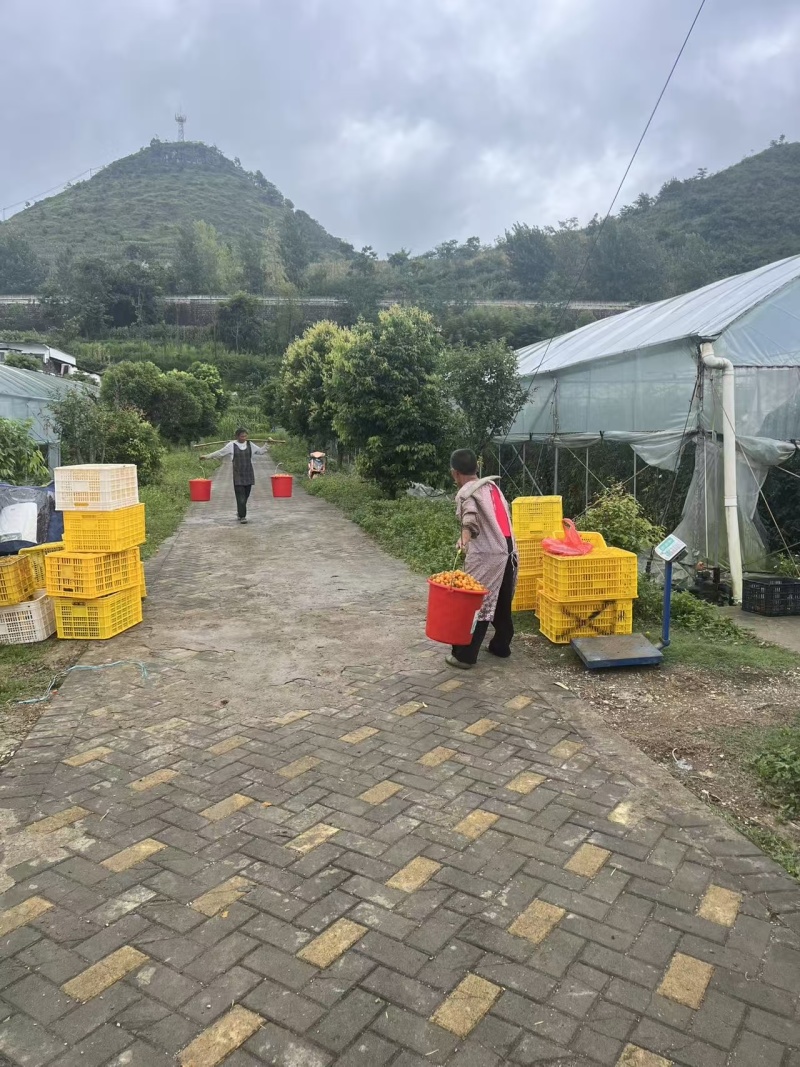 贵州香芒皇后圣女果大量上市/精品小番茄圣女果产地直发