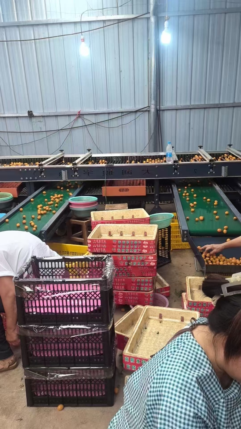 贵州香芒皇后圣女果大量上市/精品小番茄圣女果产地直发