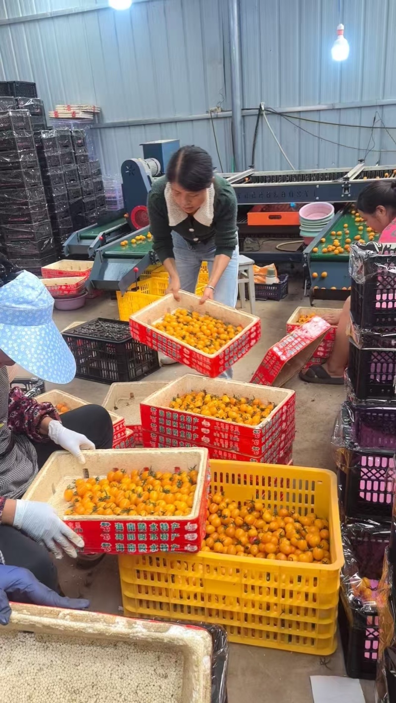 贵州香芒皇后圣女果大量上市/精品小番茄圣女果产地直发