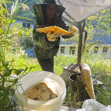 蜂蜜土蜂蜜现割现发精品好货一手货源欢迎咨询