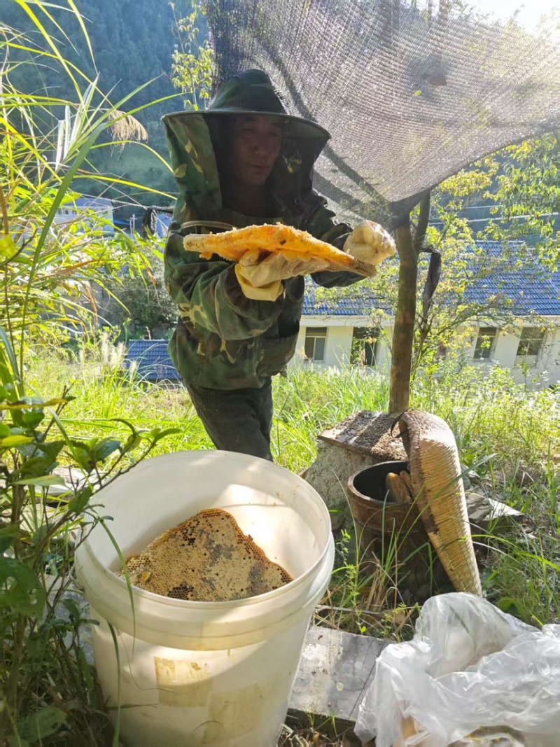 蜂蜜土蜂蜜现割现发精品好货一手货源欢迎咨询