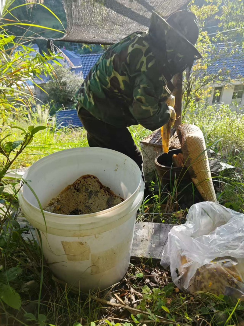 蜂蜜土蜂蜜现割现发精品好货一手货源欢迎咨询