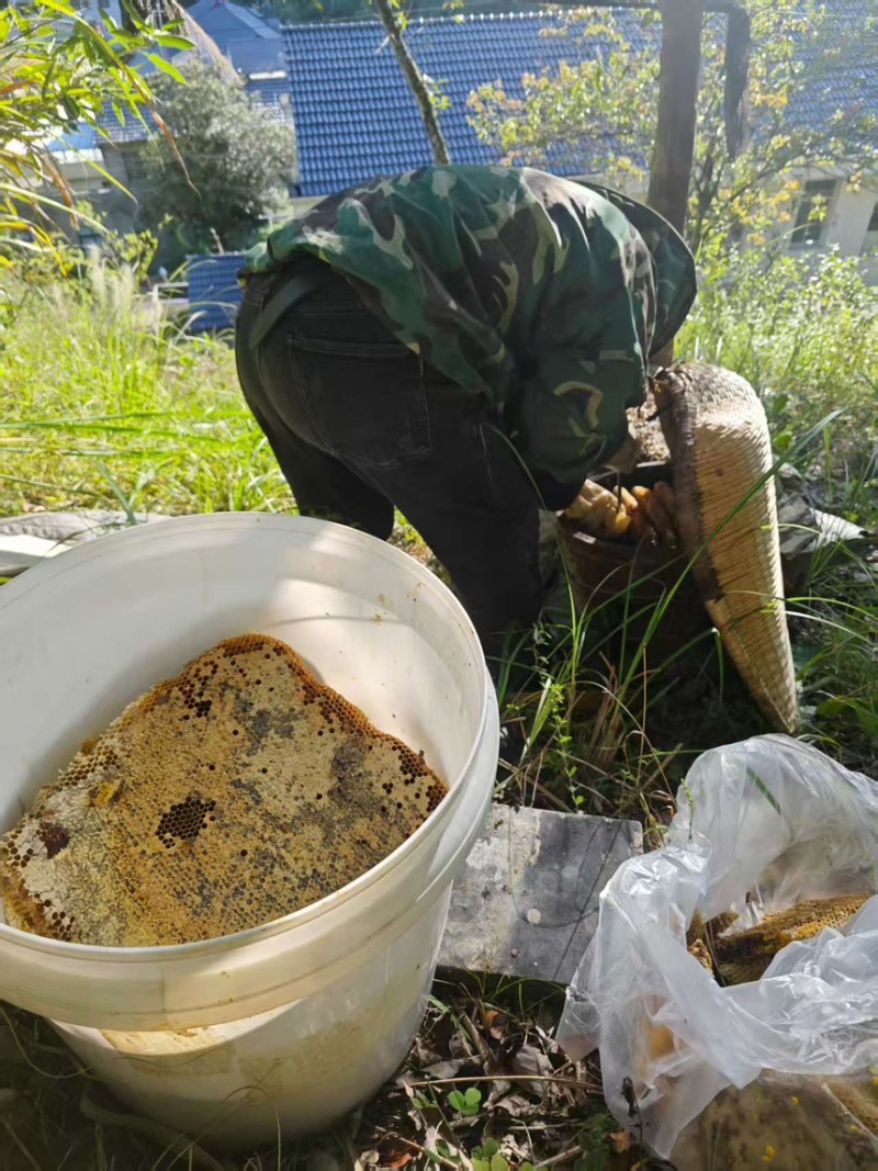 蜂蜜土蜂蜜现割现发精品好货一手货源欢迎咨询