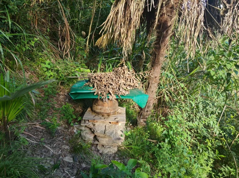蜂蜜土蜂蜜现割现发精品好货一手货源欢迎咨询