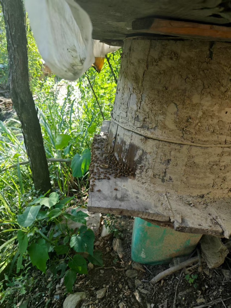 蜂蜜土蜂蜜现割现发精品好货一手货源欢迎咨询