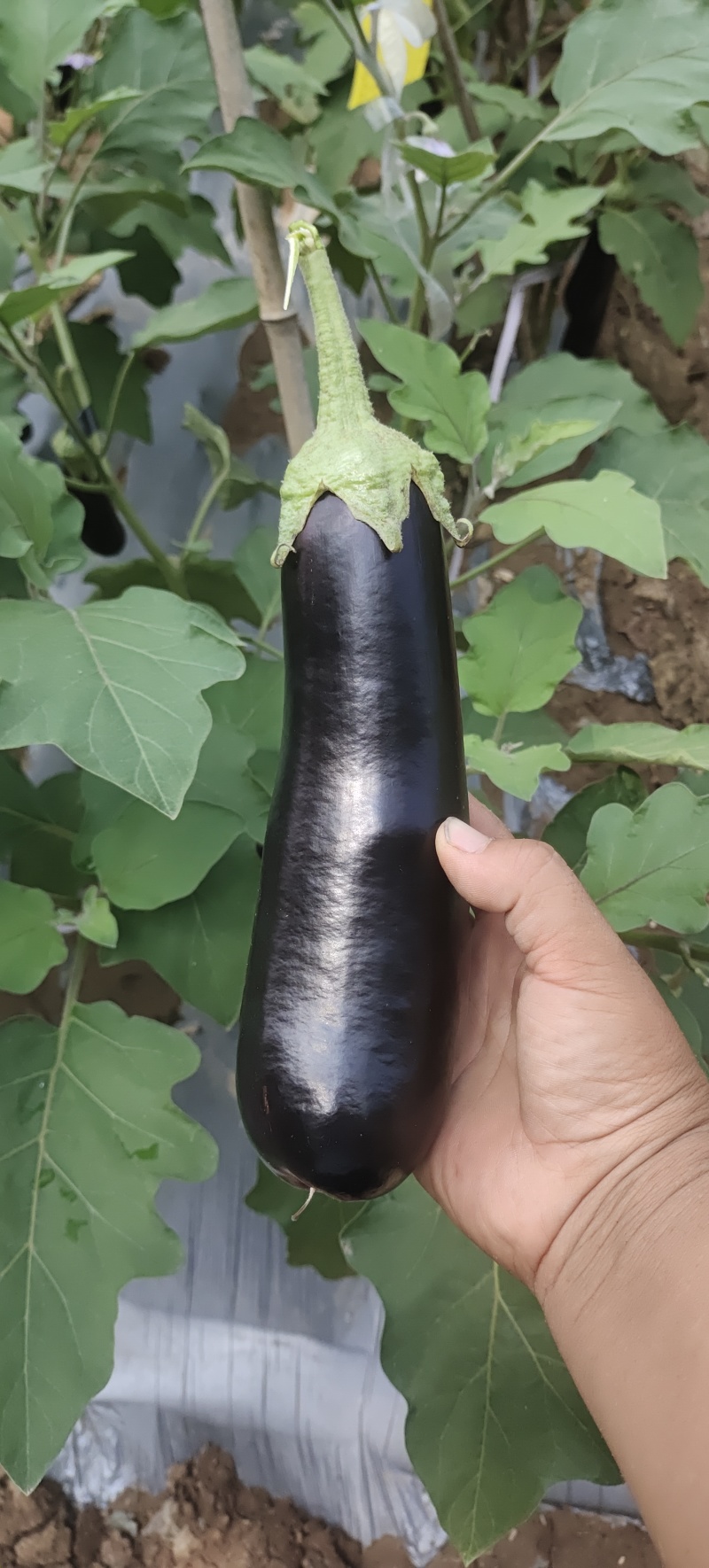 山东菏泽精品布莱迪长茄产地